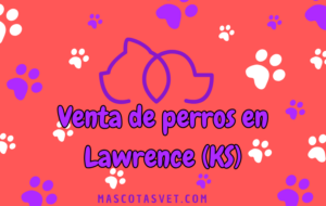 ¿Dónde comprar un perro en Lawrence