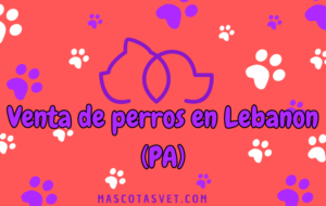 ¿Dónde comprar un perro en Lebanon