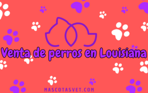 ¿Dónde comprar un perro en Louisiana de forma segura?