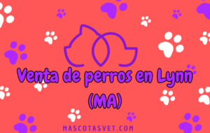 ¿Dónde comprar un perro en Lynn