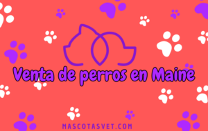 ¿Dónde comprar un perro en Maine de forma segura?