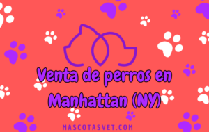¿Dónde comprar un perro en Manhattan