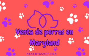 ¿Dónde comprar un perro en Maryland de forma segura?