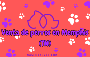 ¿Dónde comprar un perro en Memphis