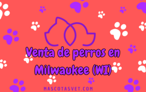 ¿Dónde comprar un perro en Milwaukee