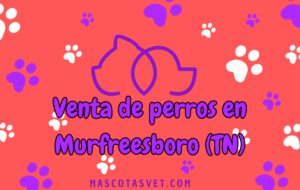 ¿Dónde comprar un perro en Murfreesboro