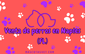 ¿Dónde comprar un perro en Naples