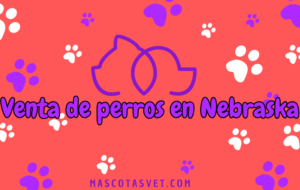 ¿Dónde comprar un perro en Nebraska de forma segura?