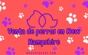 ¿Dónde comprar un perro en New Hampshire de forma segura?