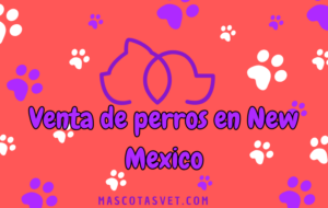 ¿Dónde comprar un perro en New Mexico de forma segura?