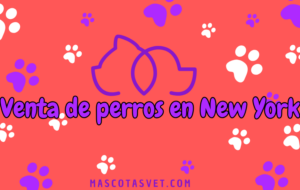 ¿Dónde comprar un perro en New York de forma segura?