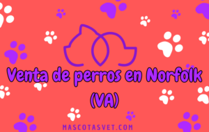 ¿Dónde comprar un perro en Norfolk