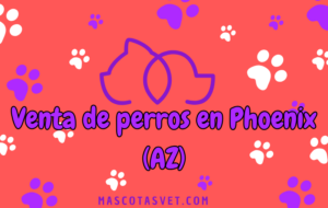 ¿Dónde comprar un perro en Phoenix