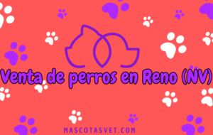 ¿Dónde comprar un perro en Reno