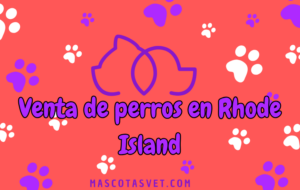 ¿Dónde comprar un perro en Rhode Island de forma segura?