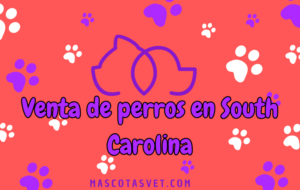 ¿Dónde comprar un perro en South Carolina de forma segura?