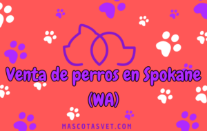 ¿Dónde comprar un perro en Spokane
