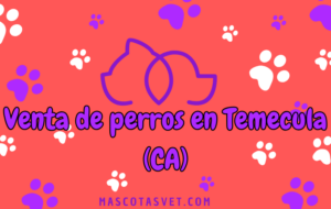 ¿Dónde comprar un perro en Temecula