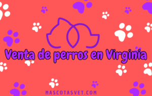 ¿Dónde comprar un perro en Virginia de forma segura?