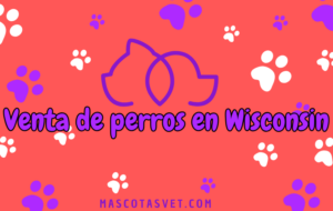 ¿Dónde comprar un perro en Wisconsin de forma segura?