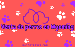 ¿Dónde comprar un perro en Wyoming de forma segura?