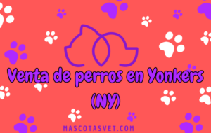 ¿Dónde comprar un perro en Yonkers