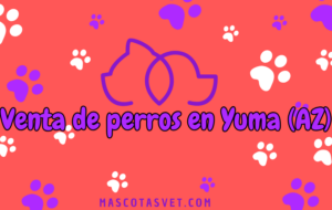 ¿Dónde comprar un perro en Yuma