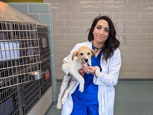Clínicas veterinarias en Virginia